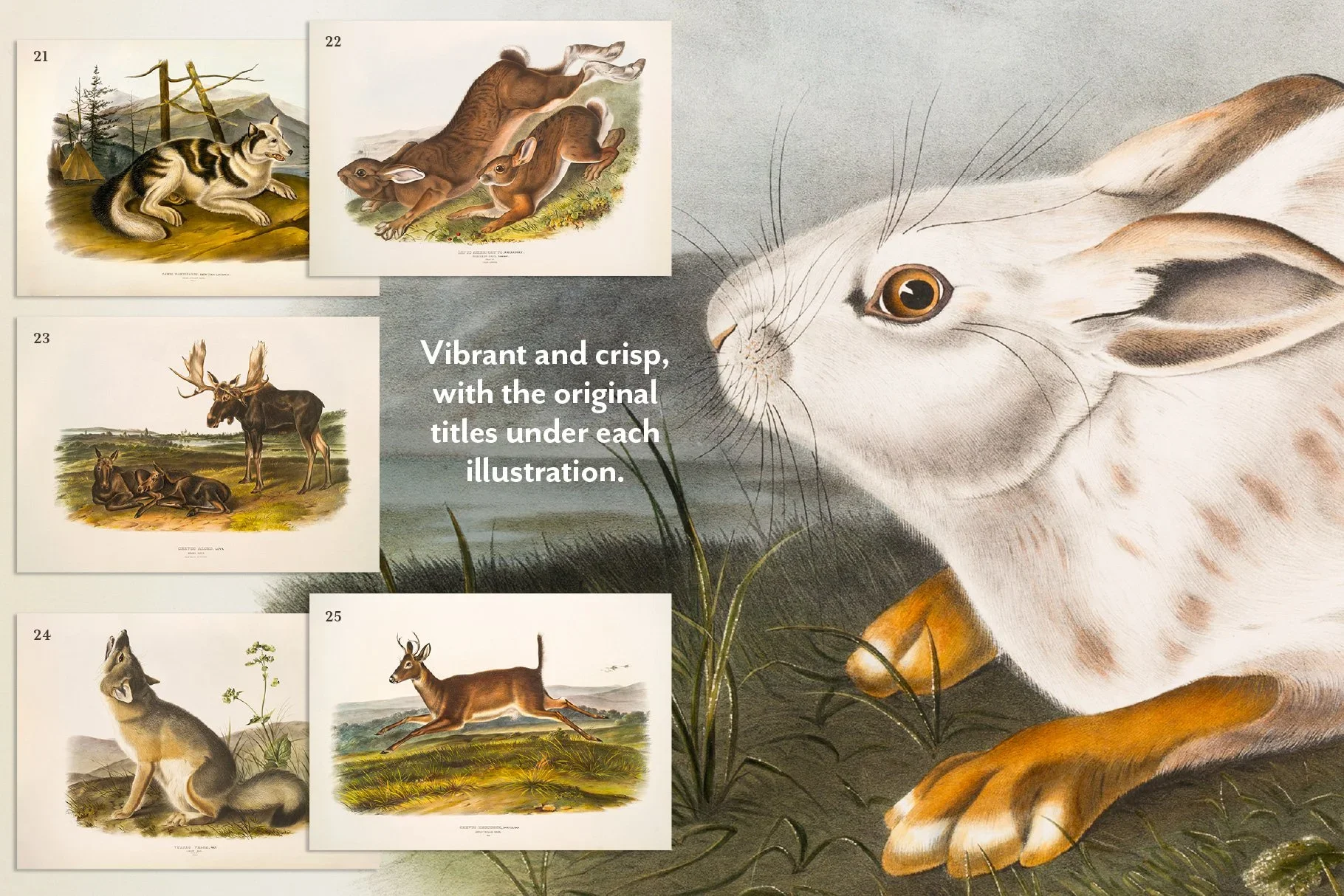 25 Vintage Mammal Prints — The Object Atlas